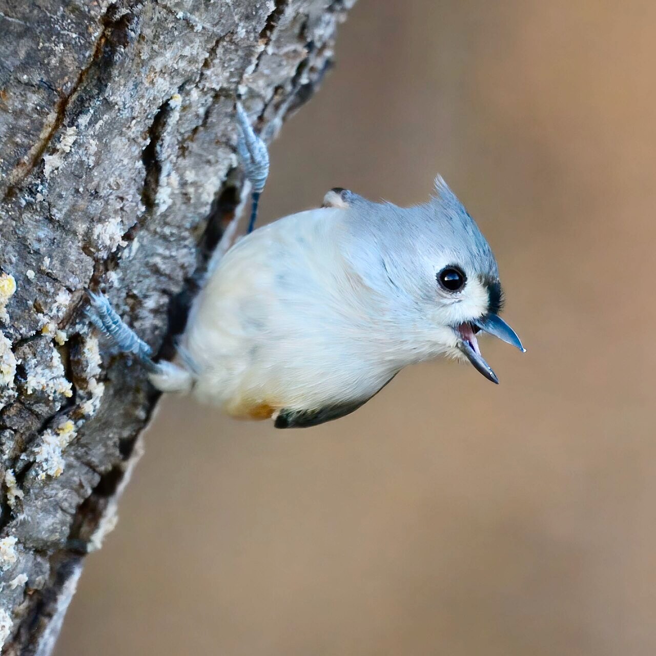 Tufted titmouse burtonsville 12.14.24 by lwolfartist is licensed under CC BY 2.0